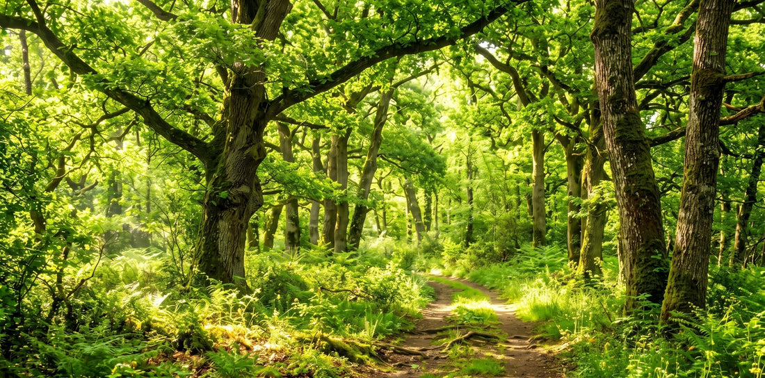 Pourquoi choisir le bois de pays pour votre mobilier ? | Beaulac